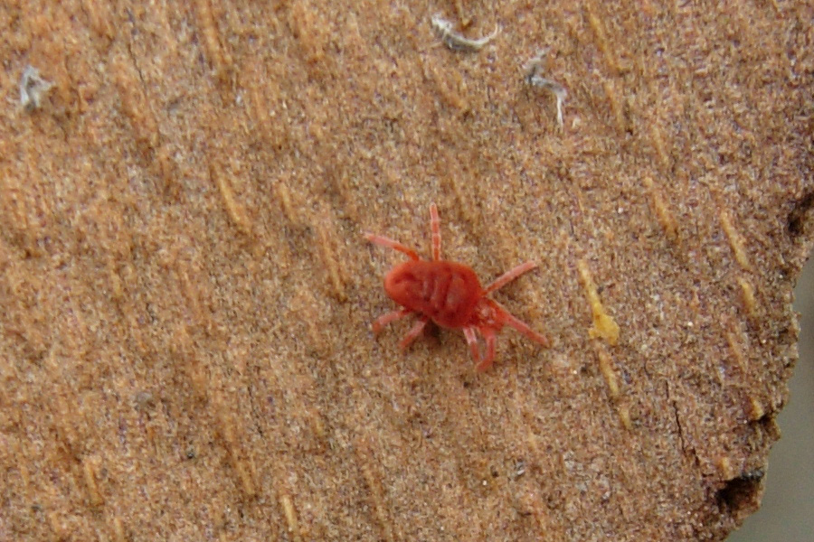 Allothrombium sp.